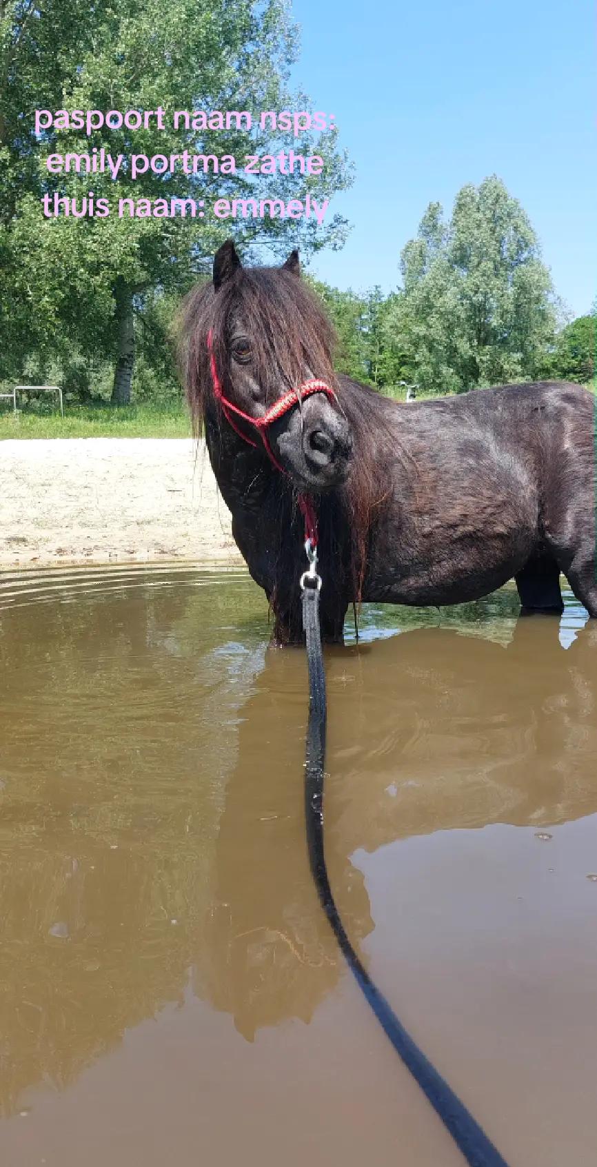 @the fanny's ranch (nsps)