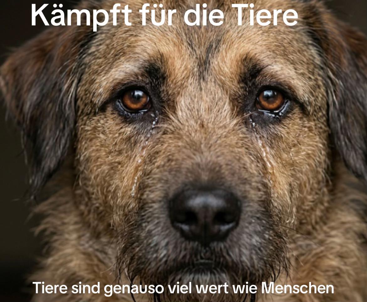 @Lua Team🐈🐕&zwj;🦺L&ouml;wenherz❤️🦁
