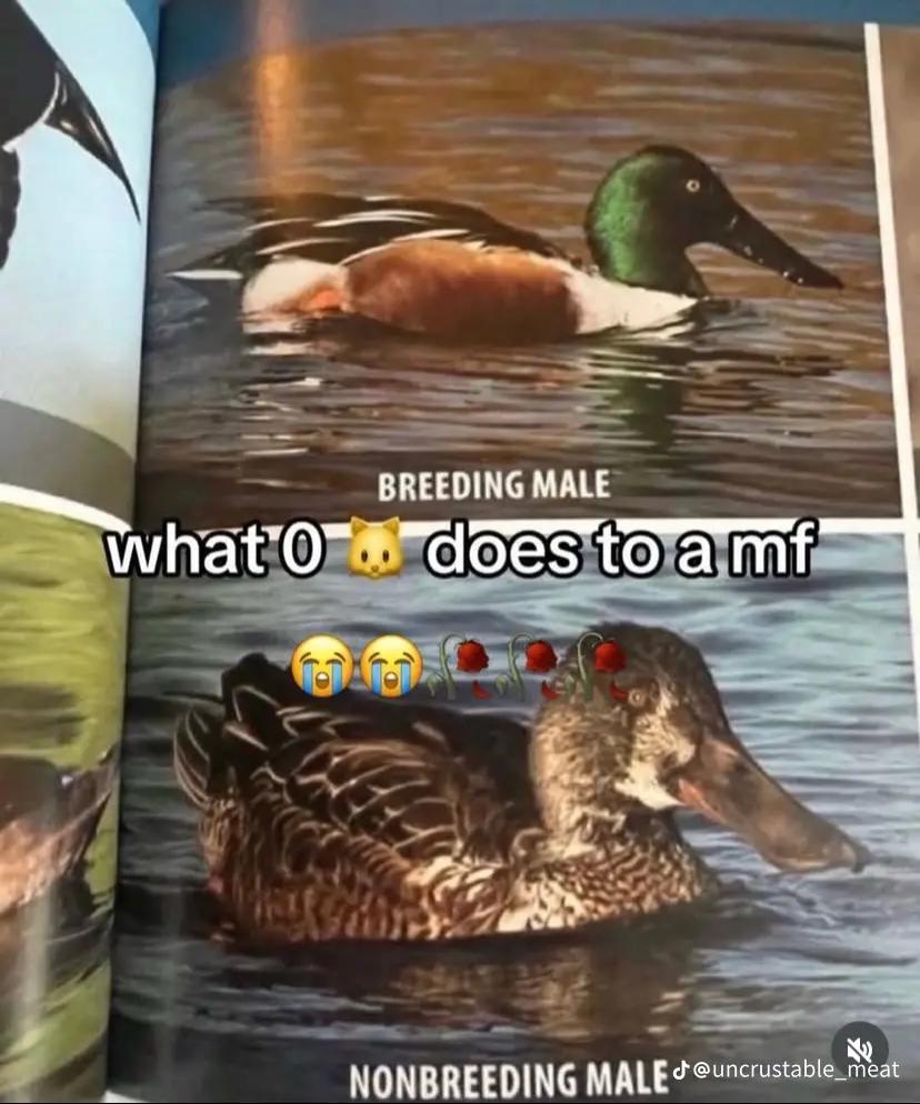 @emoc11