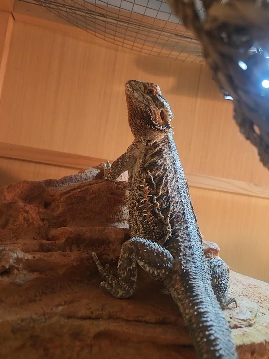 @My beardies & me 2.0