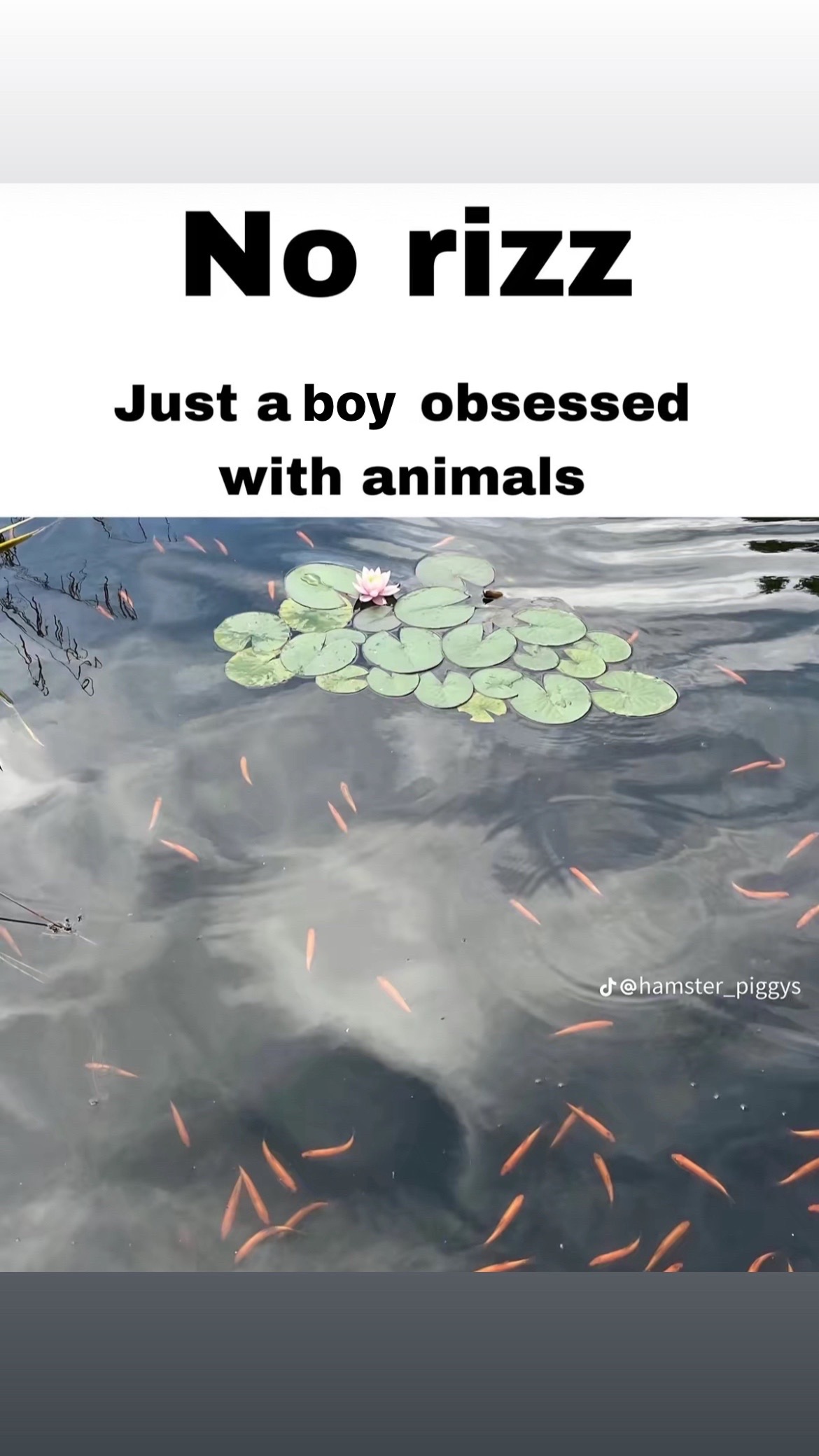 @⋆⑅˚₊⸜ 🍃‧₊˚✩彡
