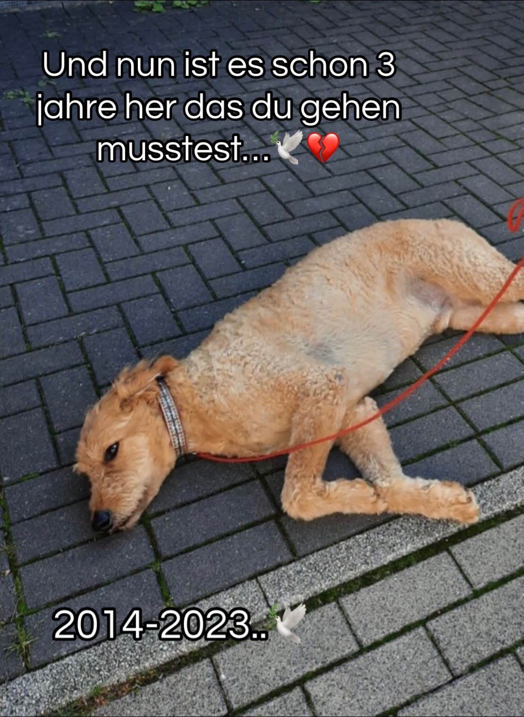 @Flens🐶🕊