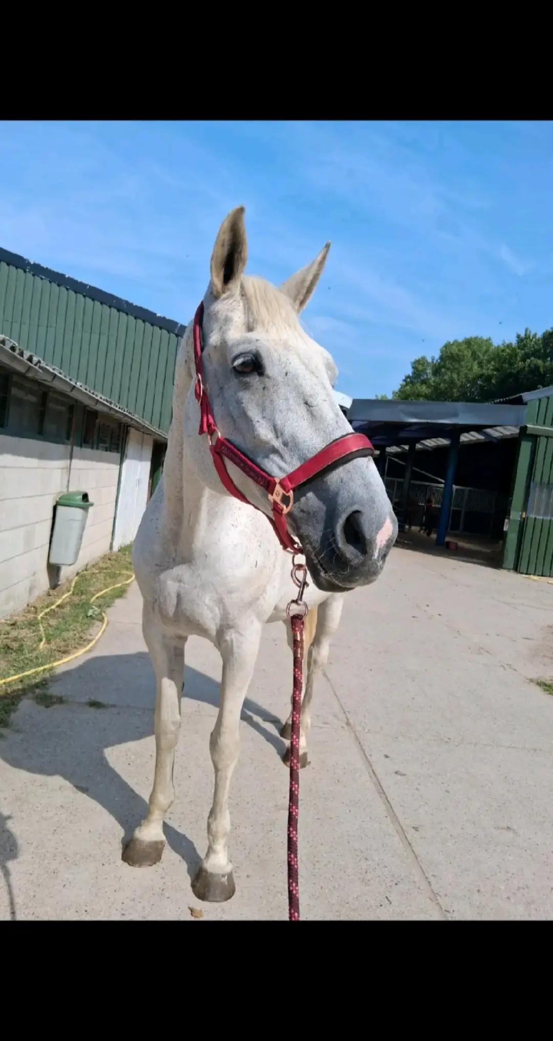 @equi_mandy