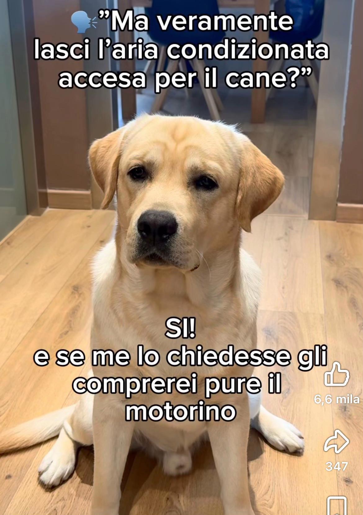 @Cristina Grazioli