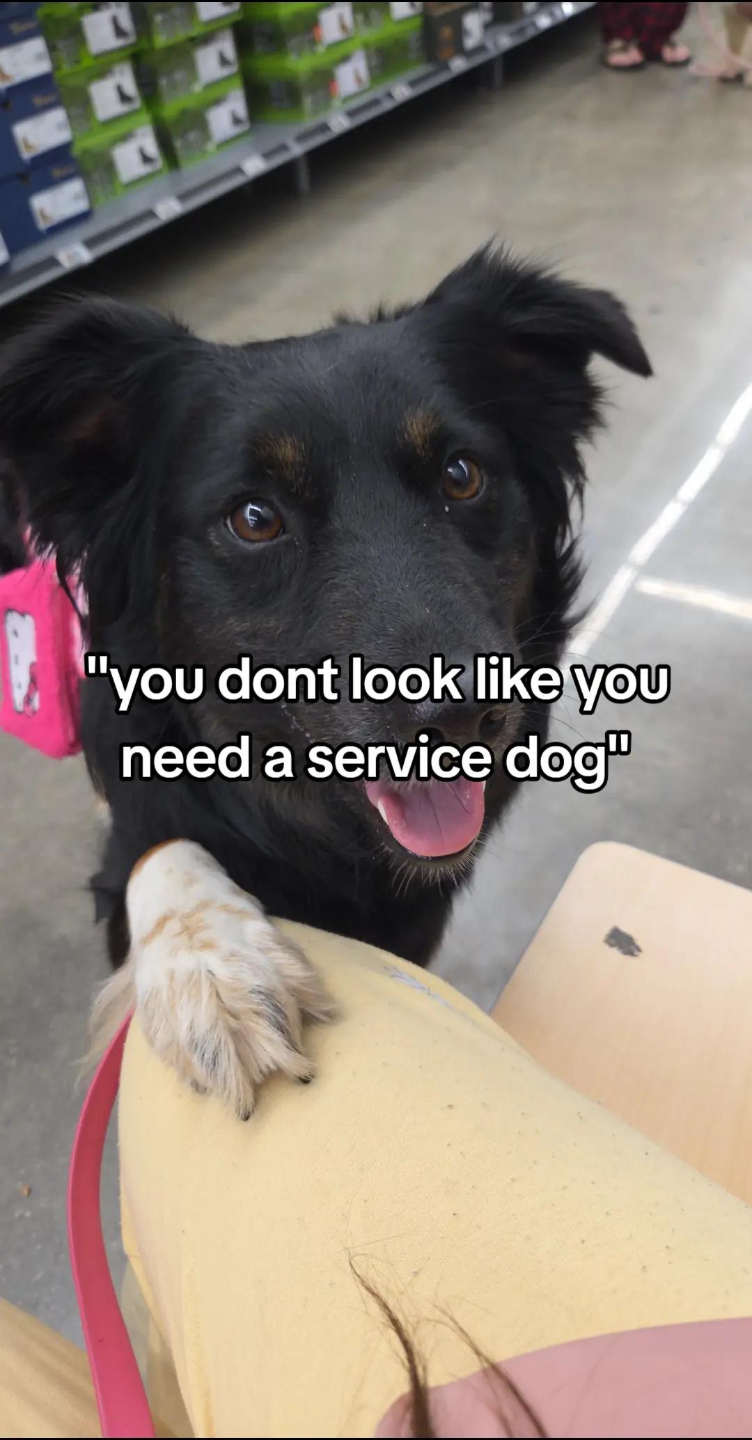 @Nala the Service aussie