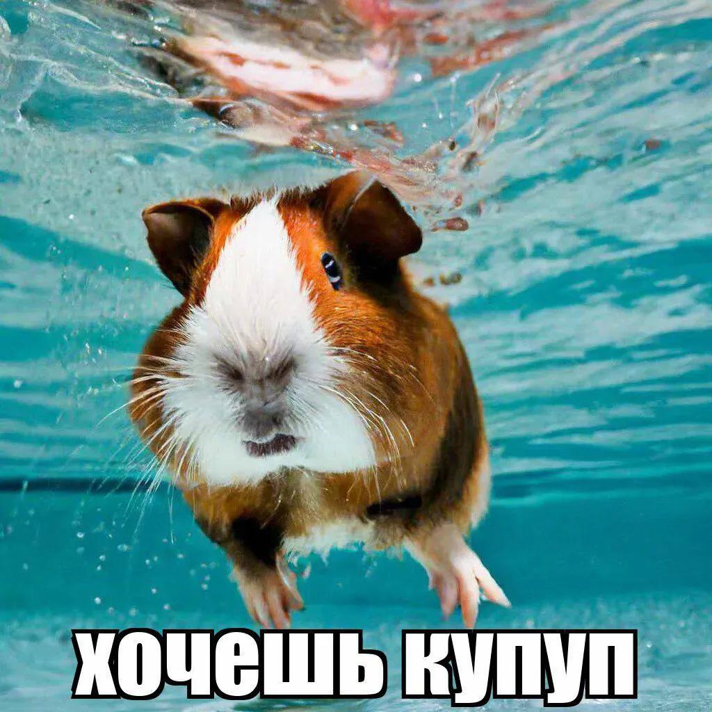 @косен про😎👊