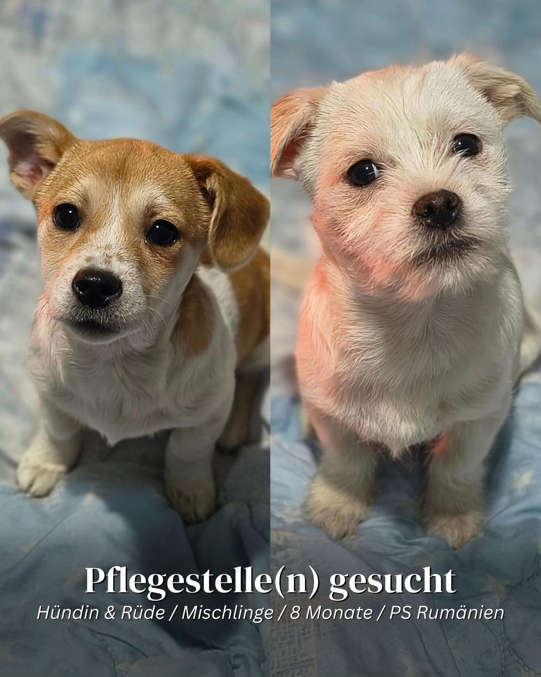@SpecialDogs e.V.