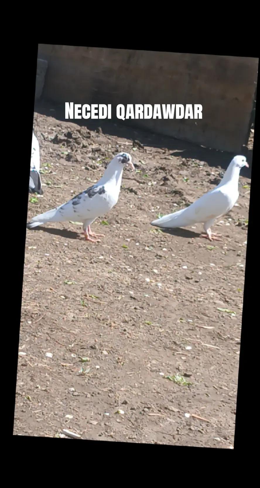 @Goyercinler11
