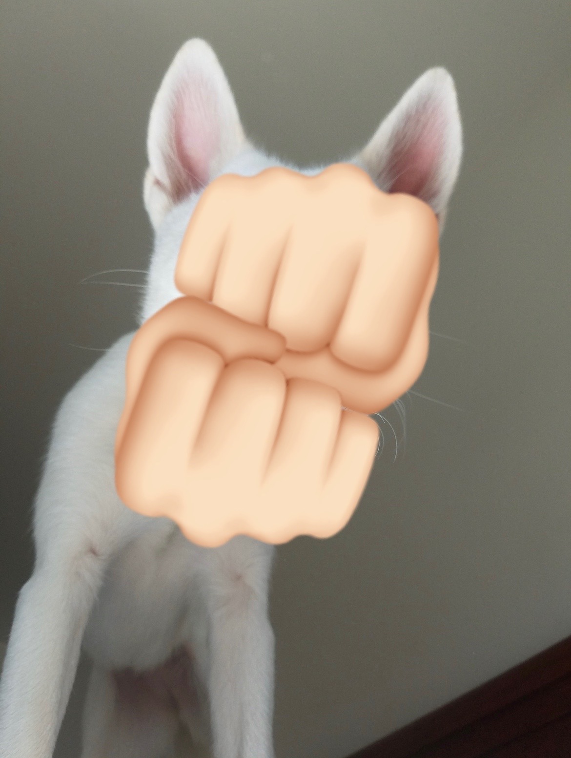 @Erza The Husky