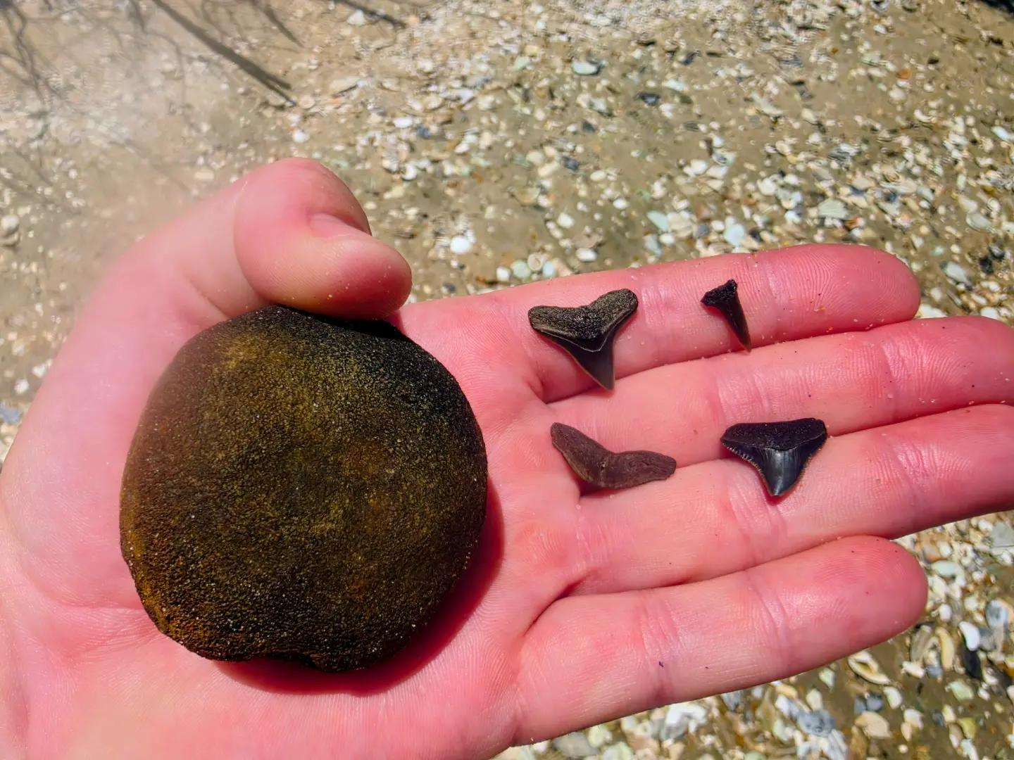 @Fossil Apostle 🦈