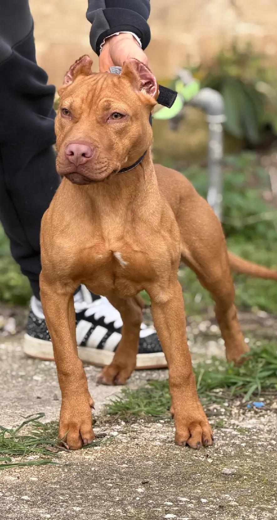 @Raoul's apbt