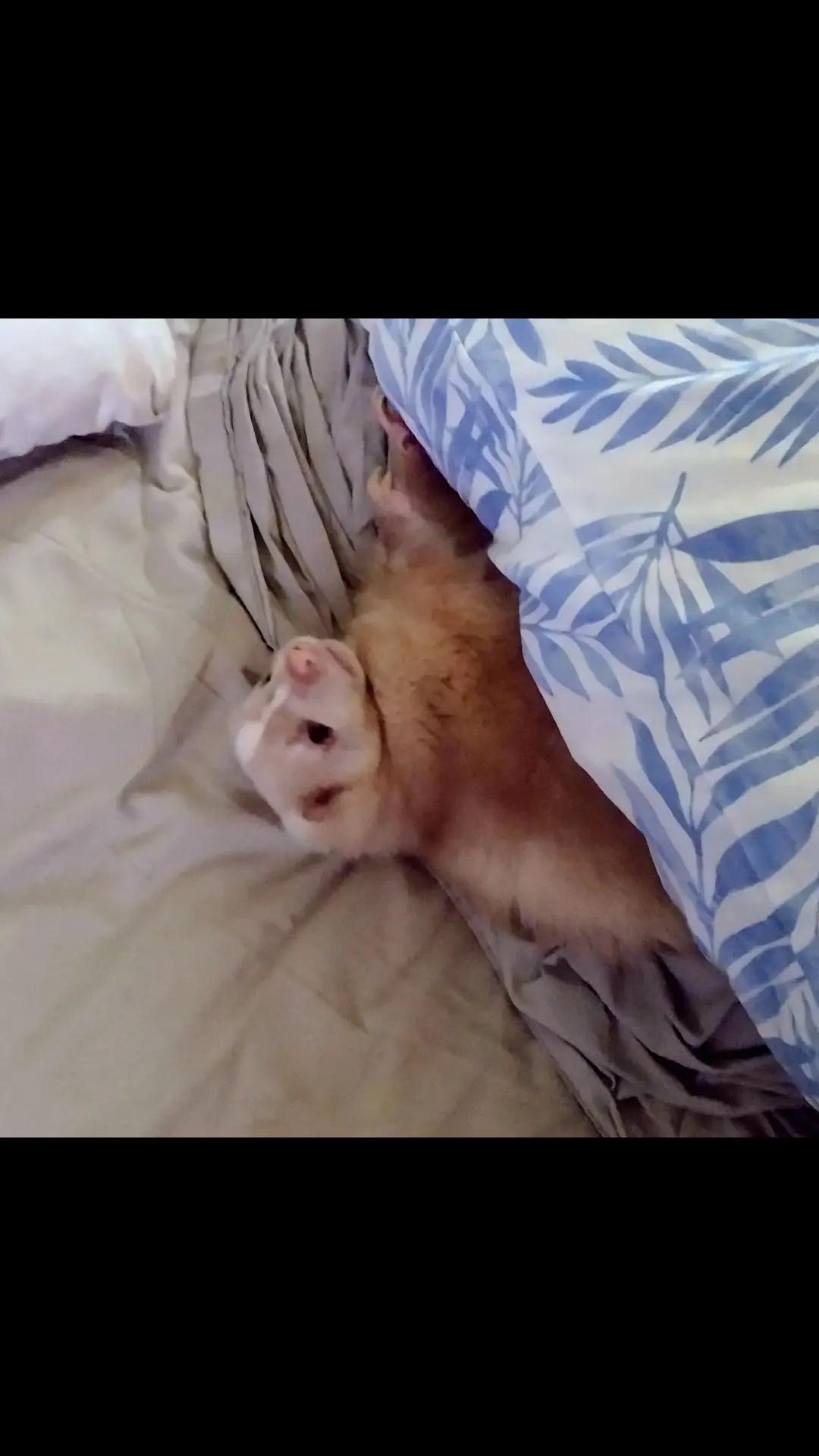 @Pet Skunk Advocates and Rescue
