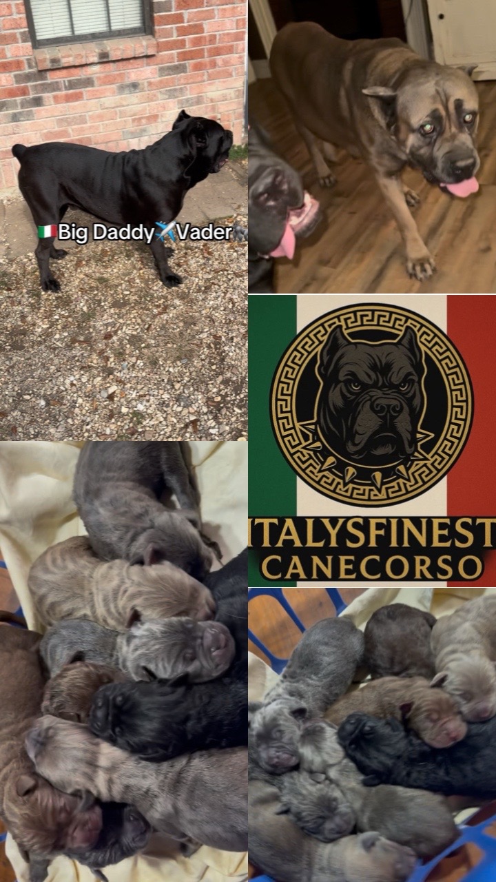 @🇮🇹ItalysFinest🏆CaneCorsos🦍