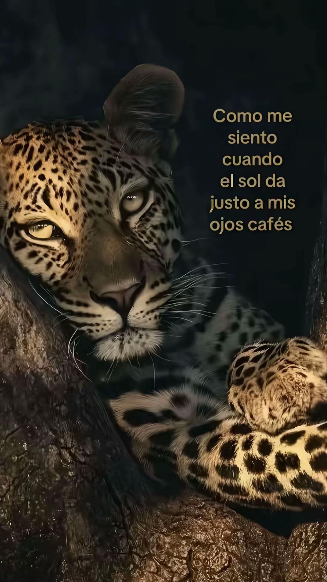 @🐆
