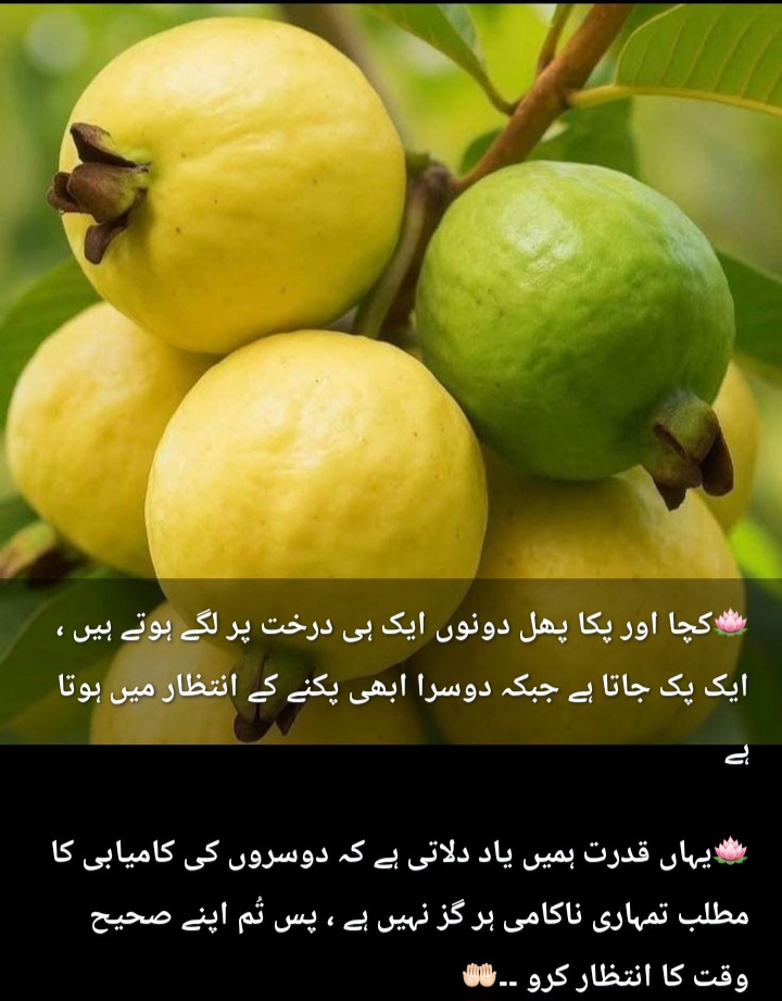 @⚘️ بجلی ☘️