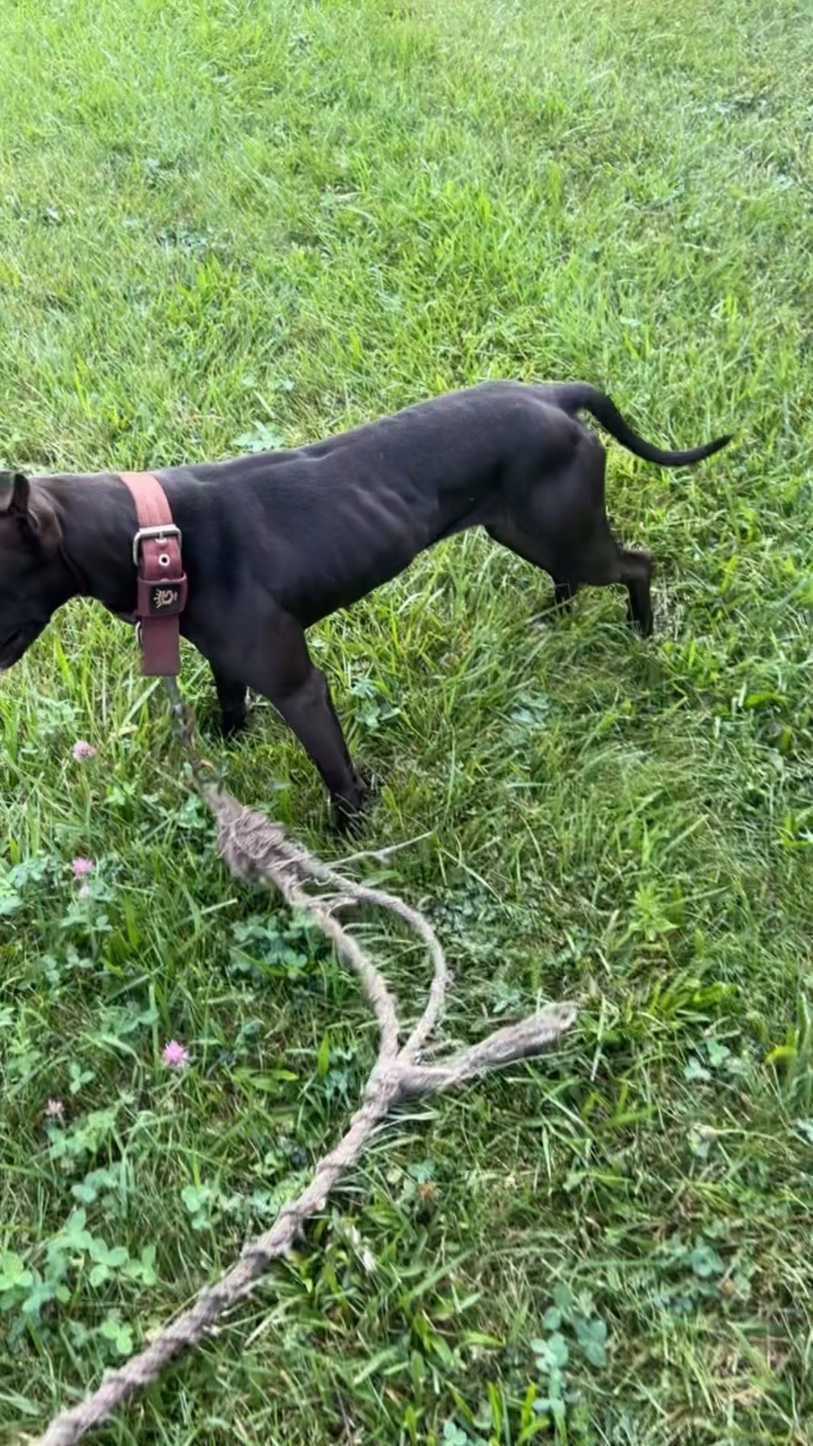 @themreal_hounds