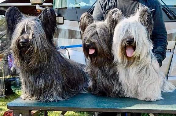 @SolanaSkyes