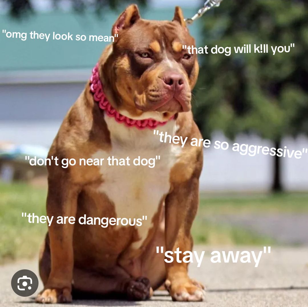 @SAVE THE XL BULLYS
