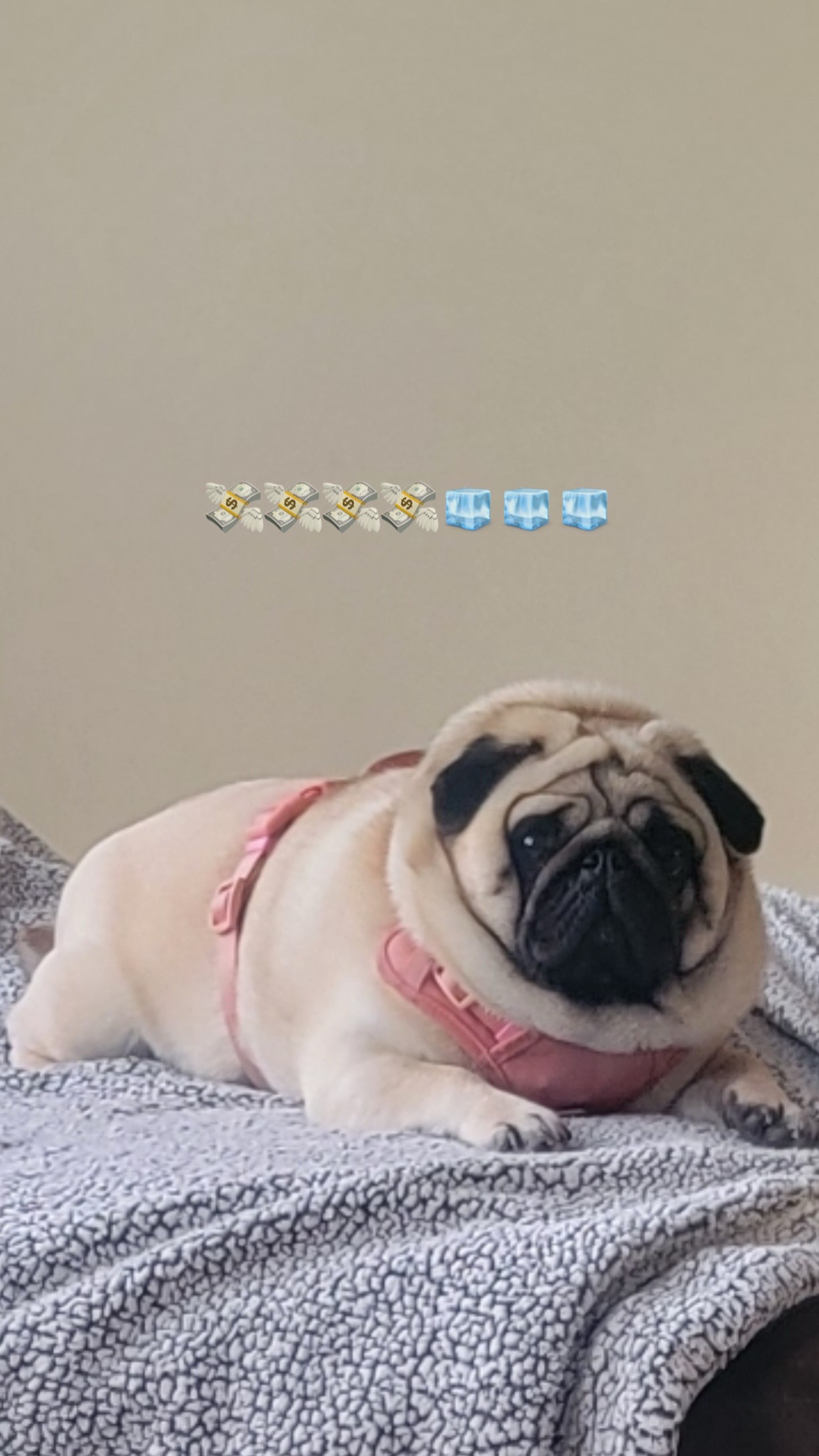 @PUGNAROUND