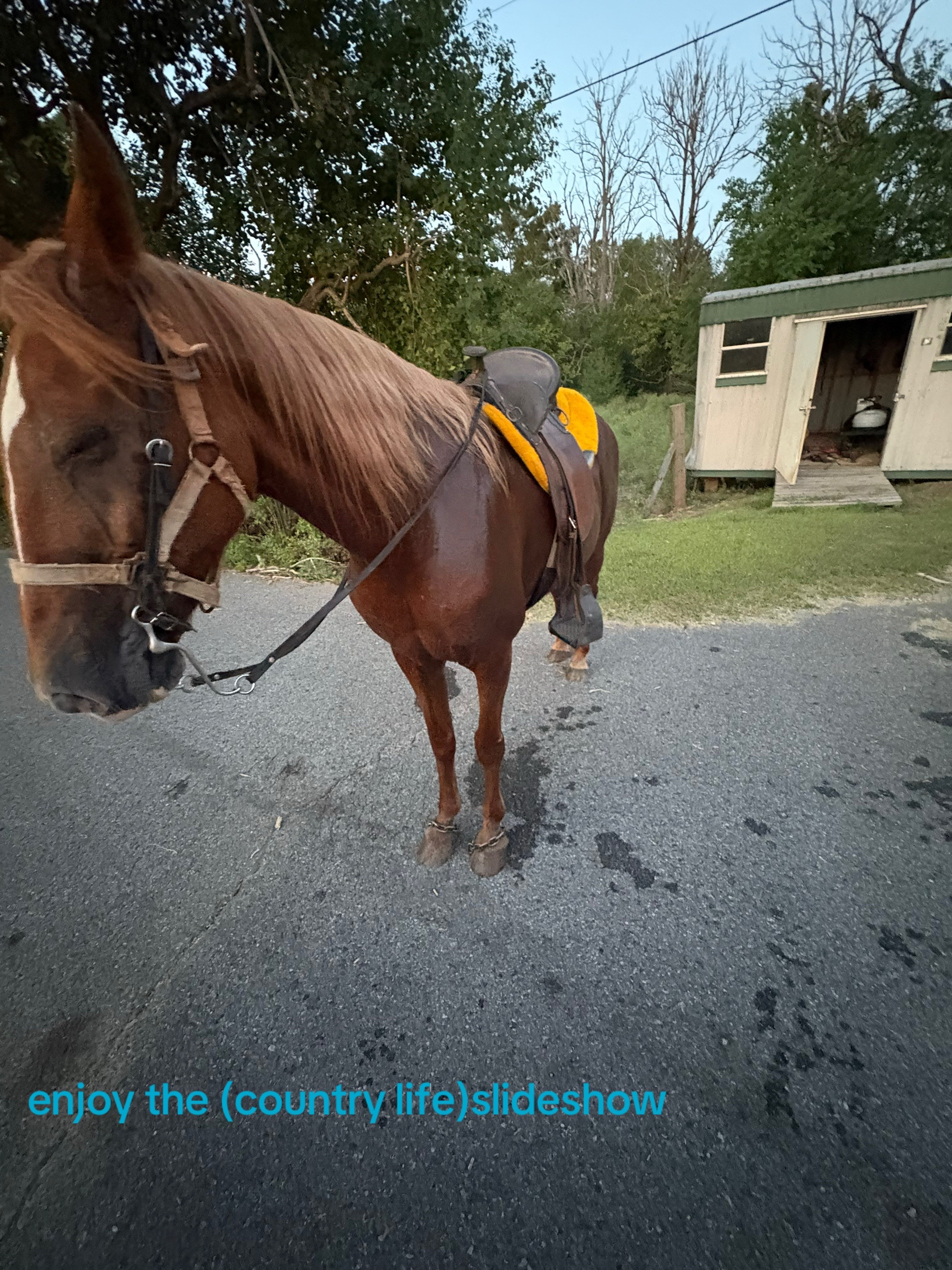 @likountrysosmovee🤠.