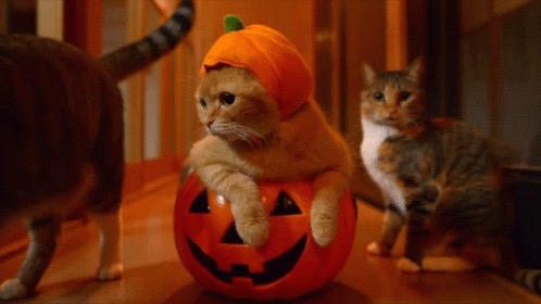 @😸 ྀི