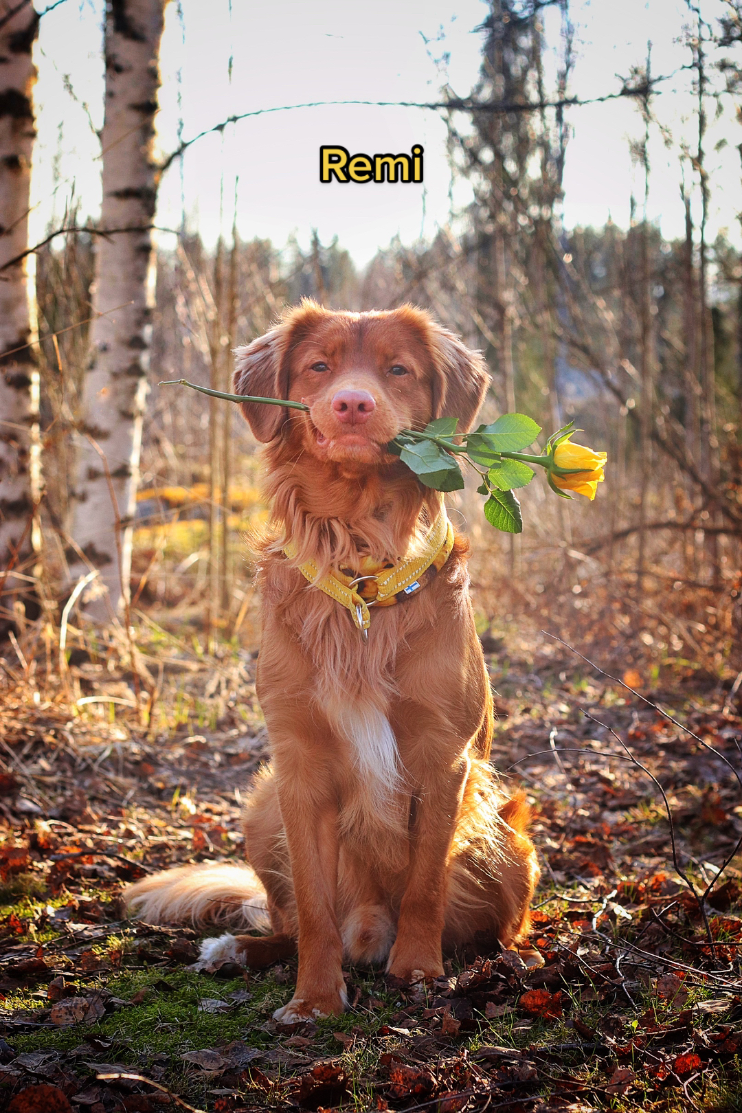@vainukuonot 🐾