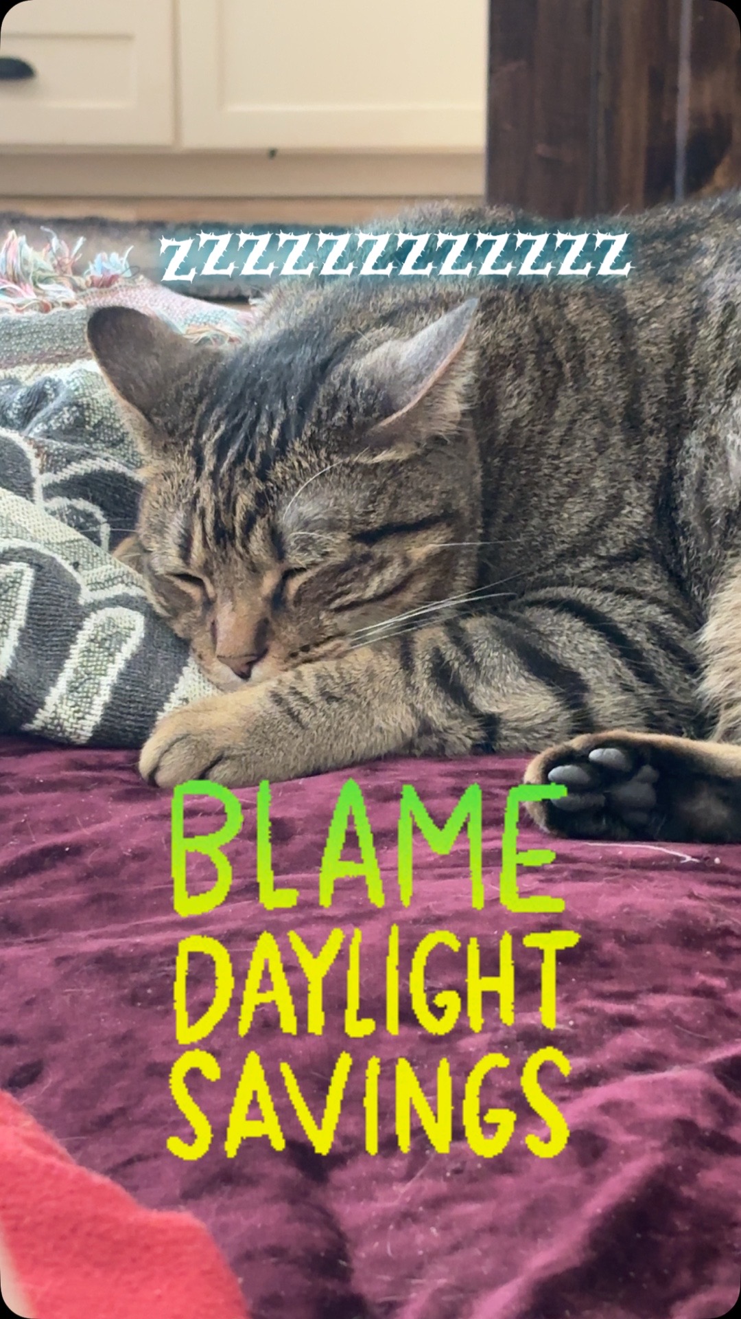 @LifeofRileyMeow