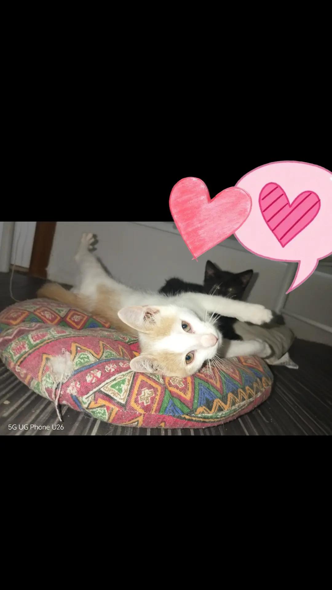 @MicroCat🐈⬛Kaya🐈⬛🩷💎