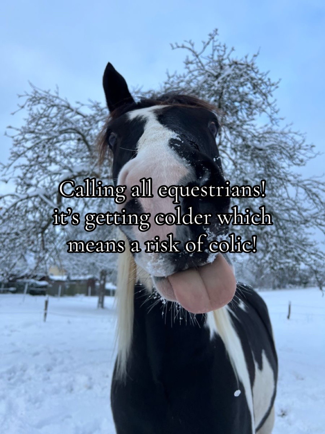 @{𐂃EquestrianEdits.X0X0𐂃}