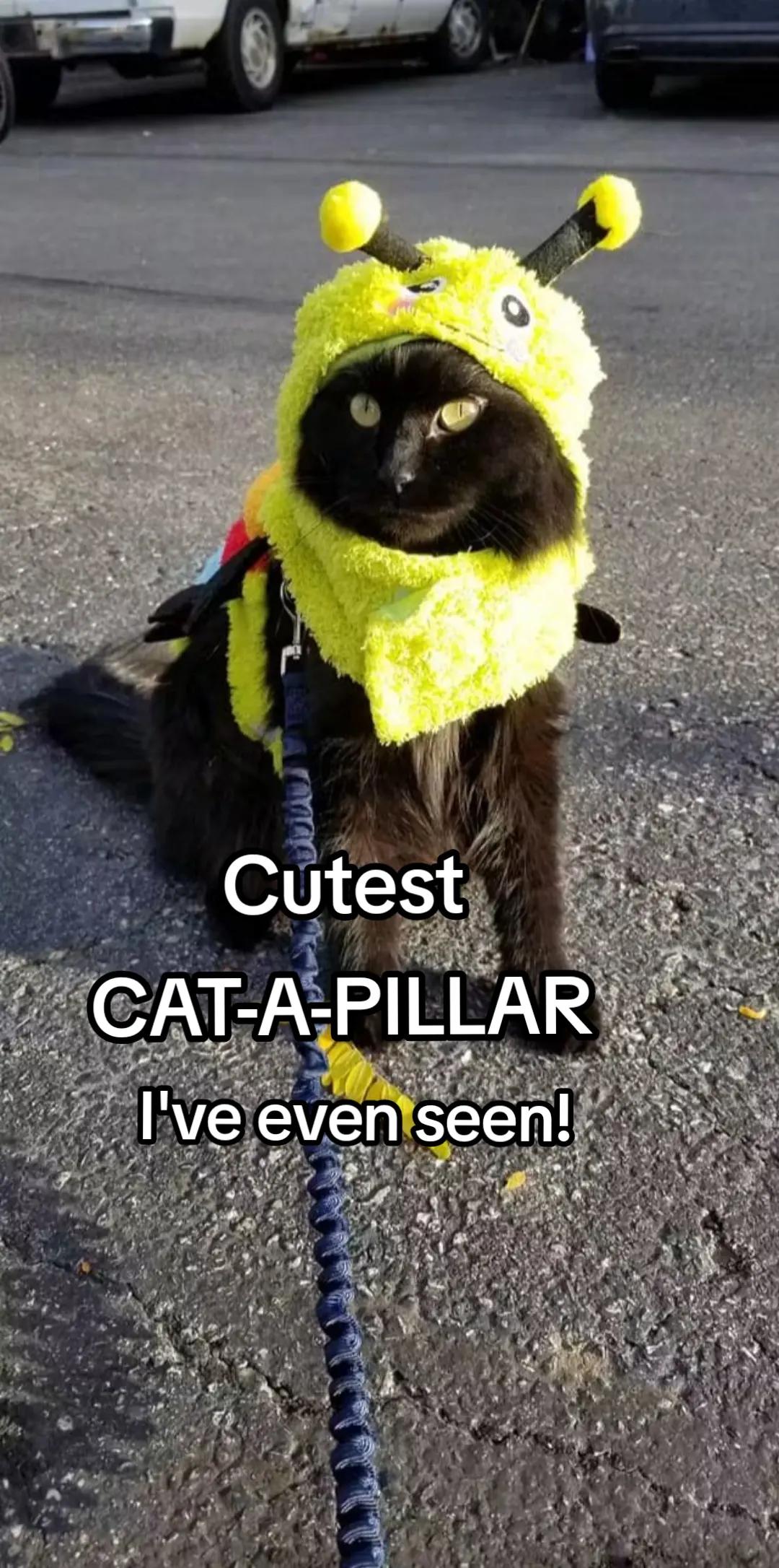 @CatCraze