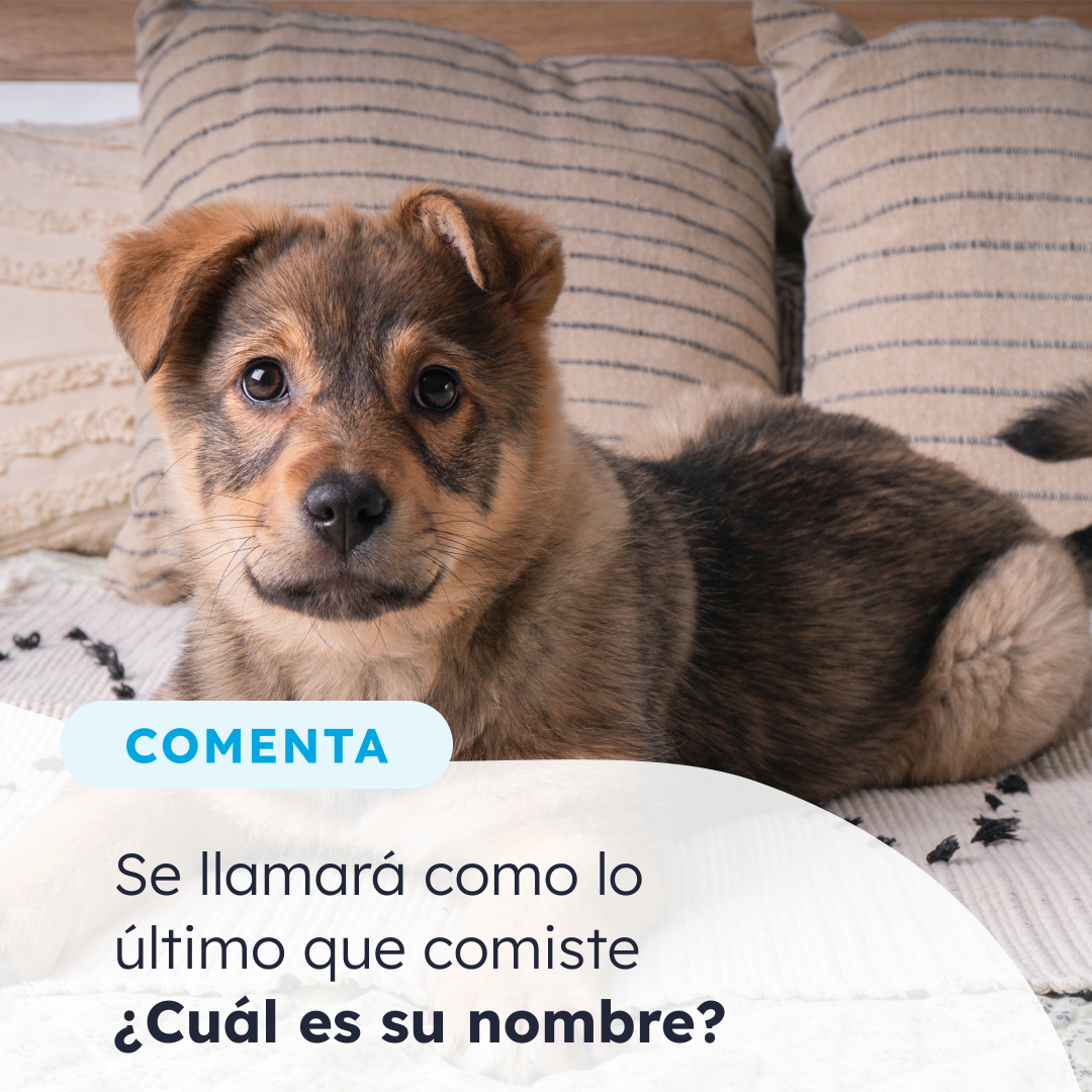@Miscota · Tienda para mascotas