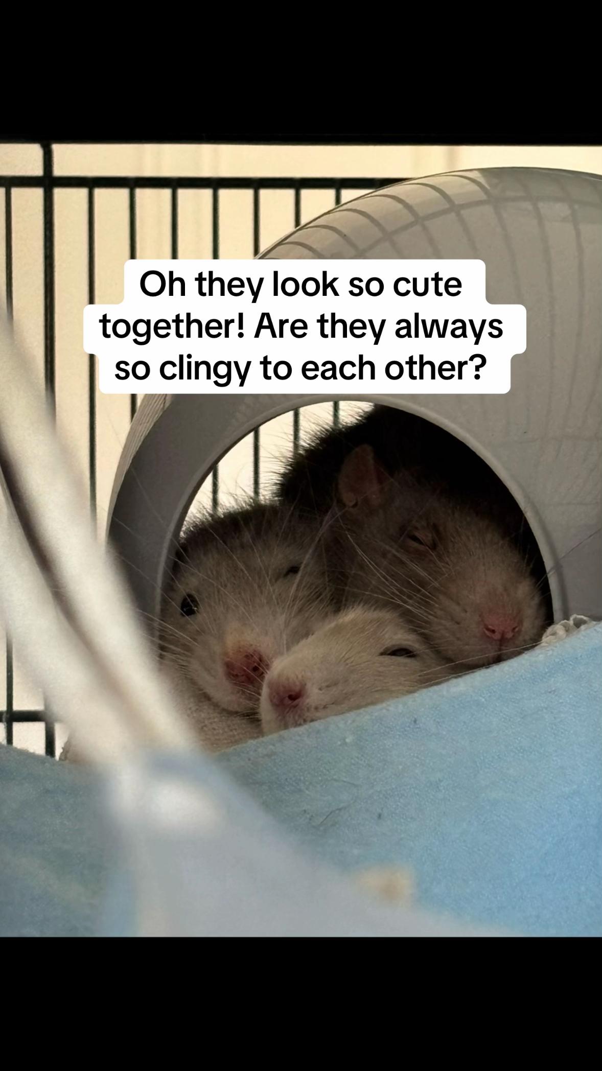@Roxy’s rats