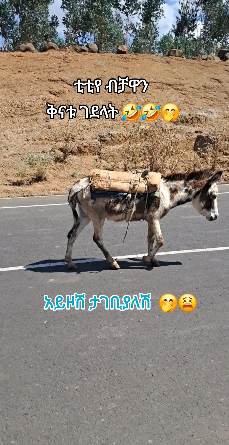 @ፀሐይ ጎንደሬዋ 🍯🐝
