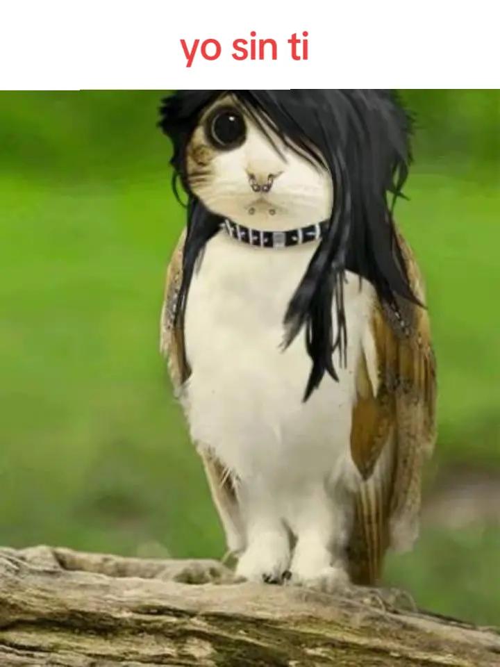 @meowl