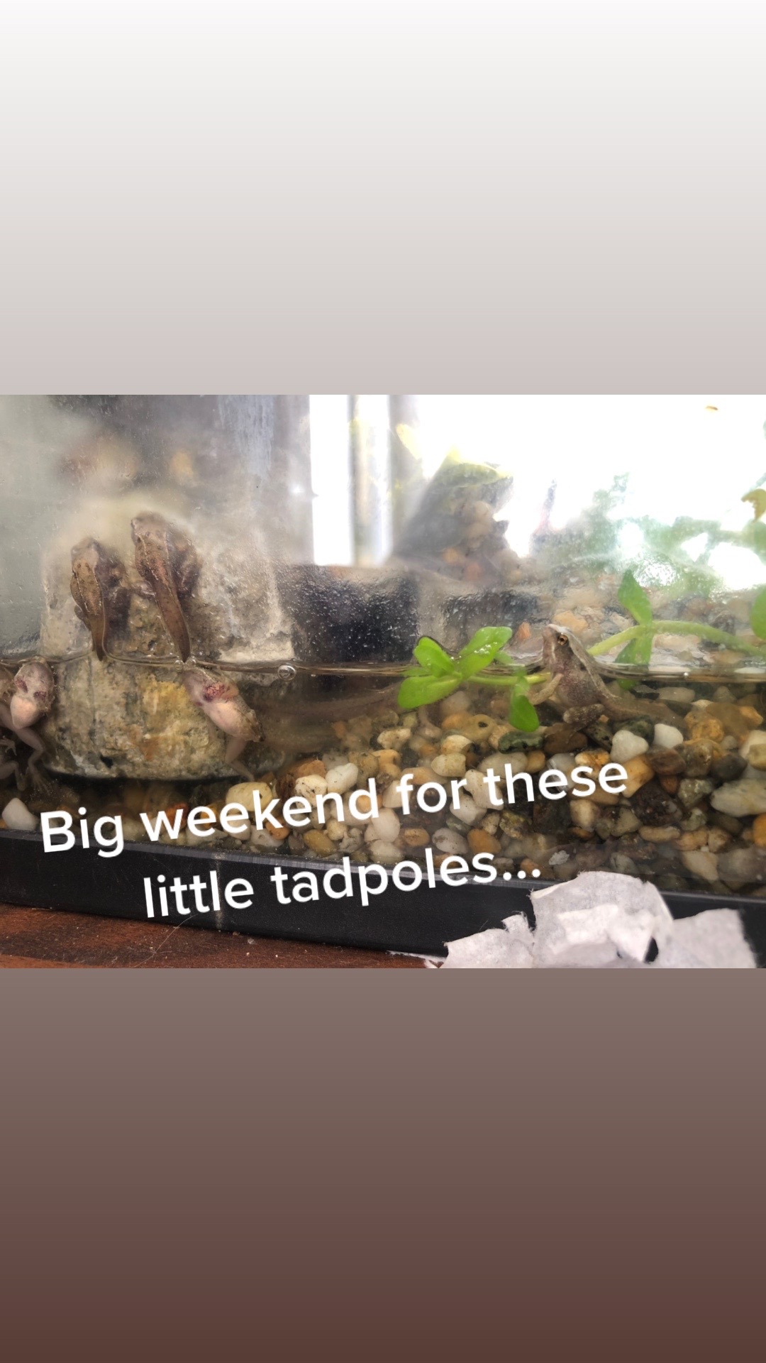 @Life With Tadpoles