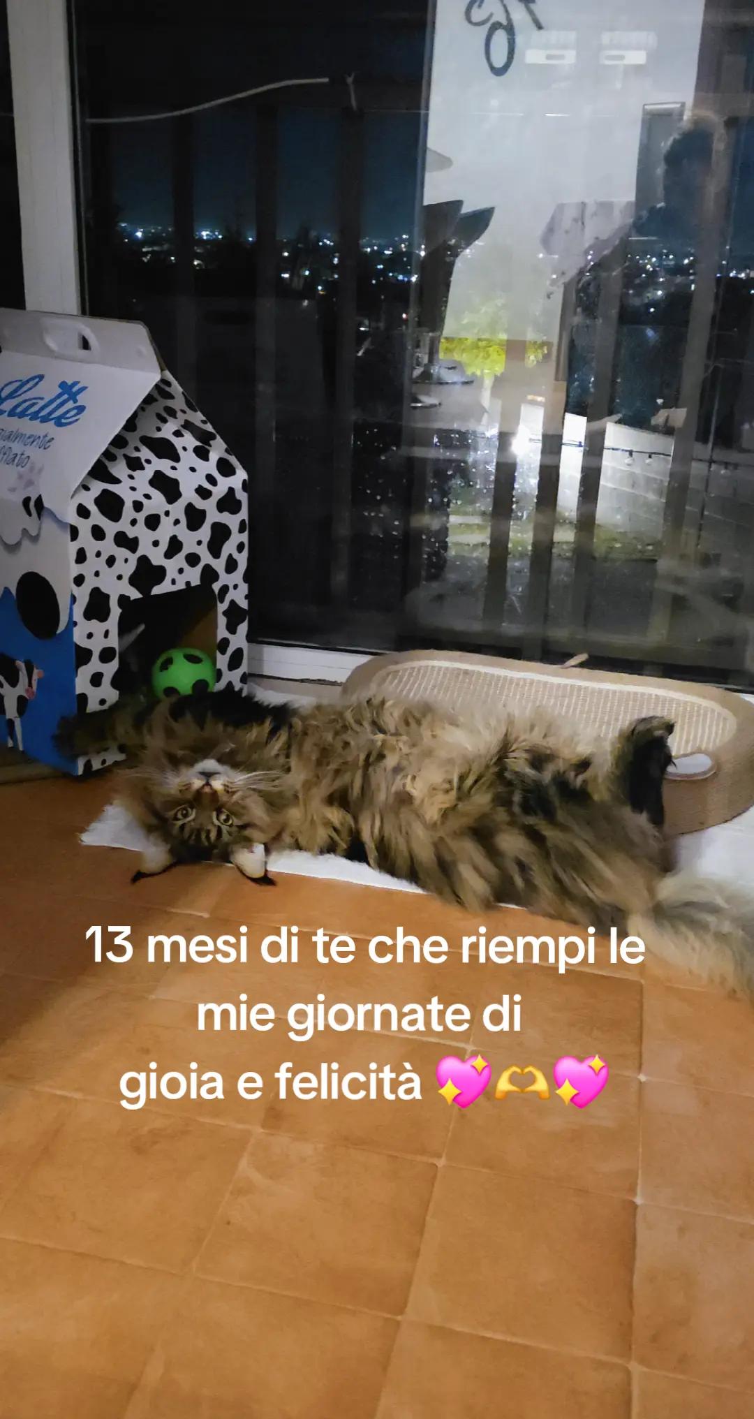 @🐾Aspen🐾