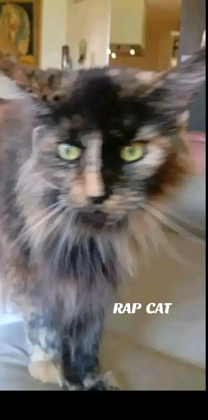 @RAP CAT