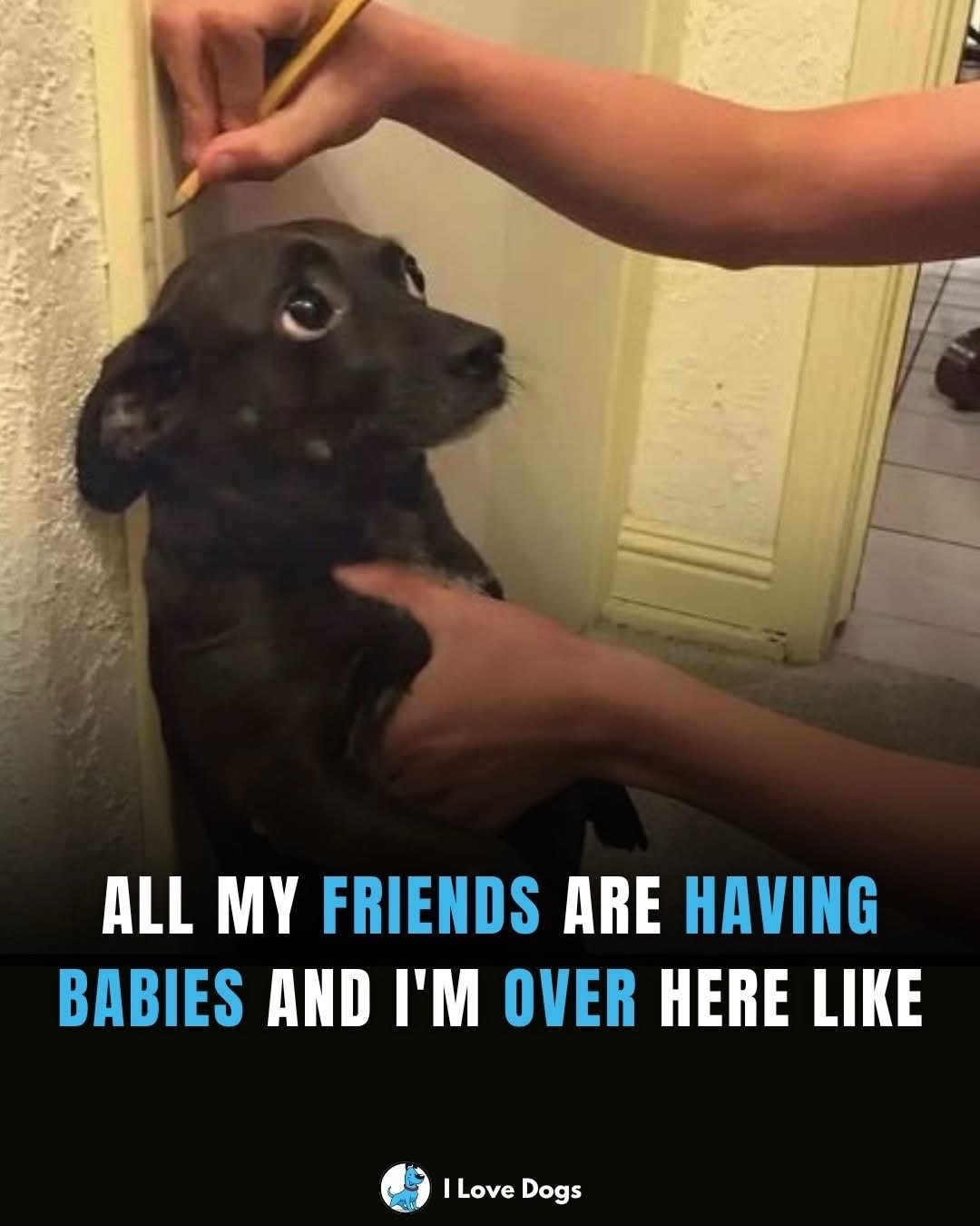 @dina zanni