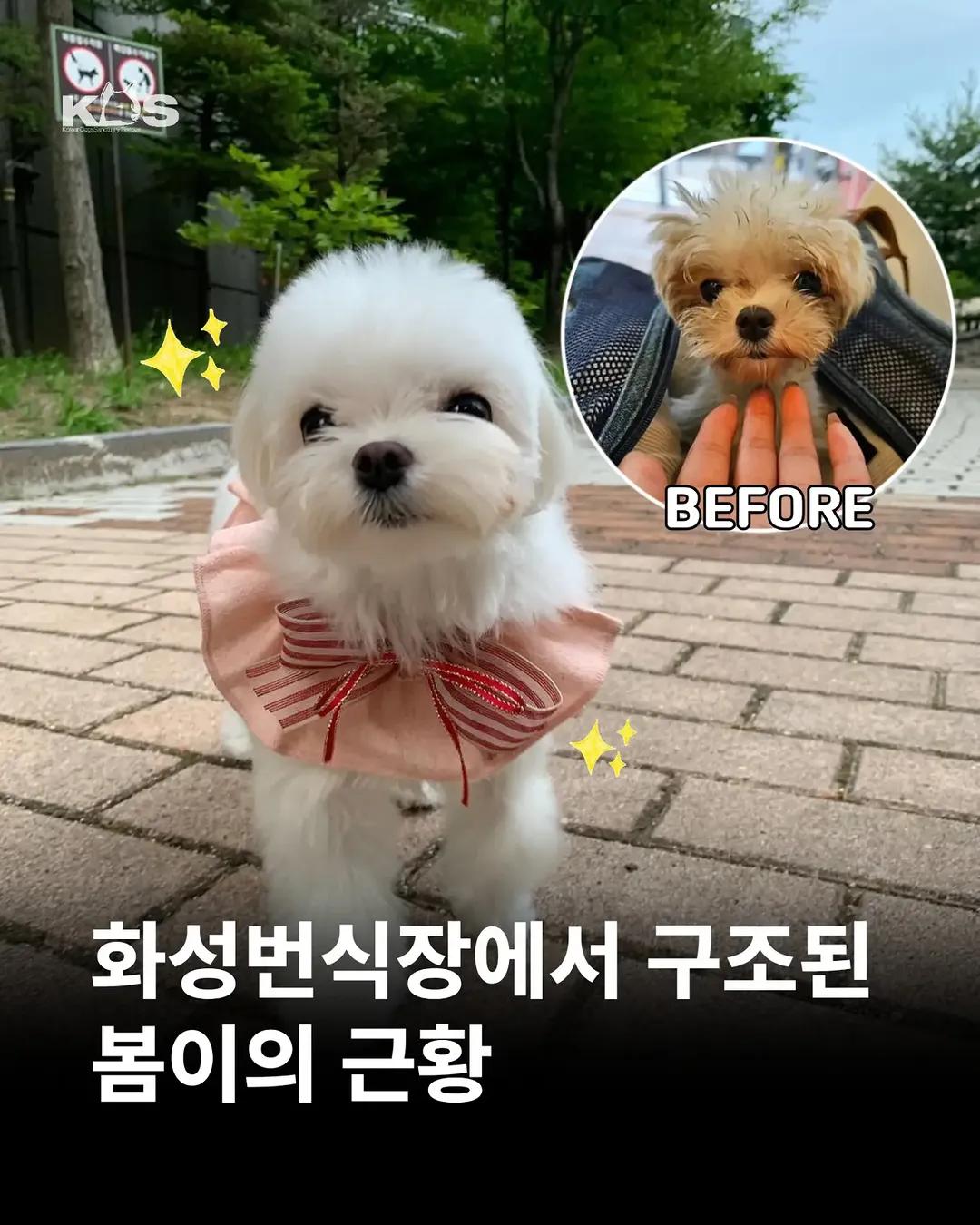 @🐶🐶엄지맘🦮🐕&zwj;🦺🐩