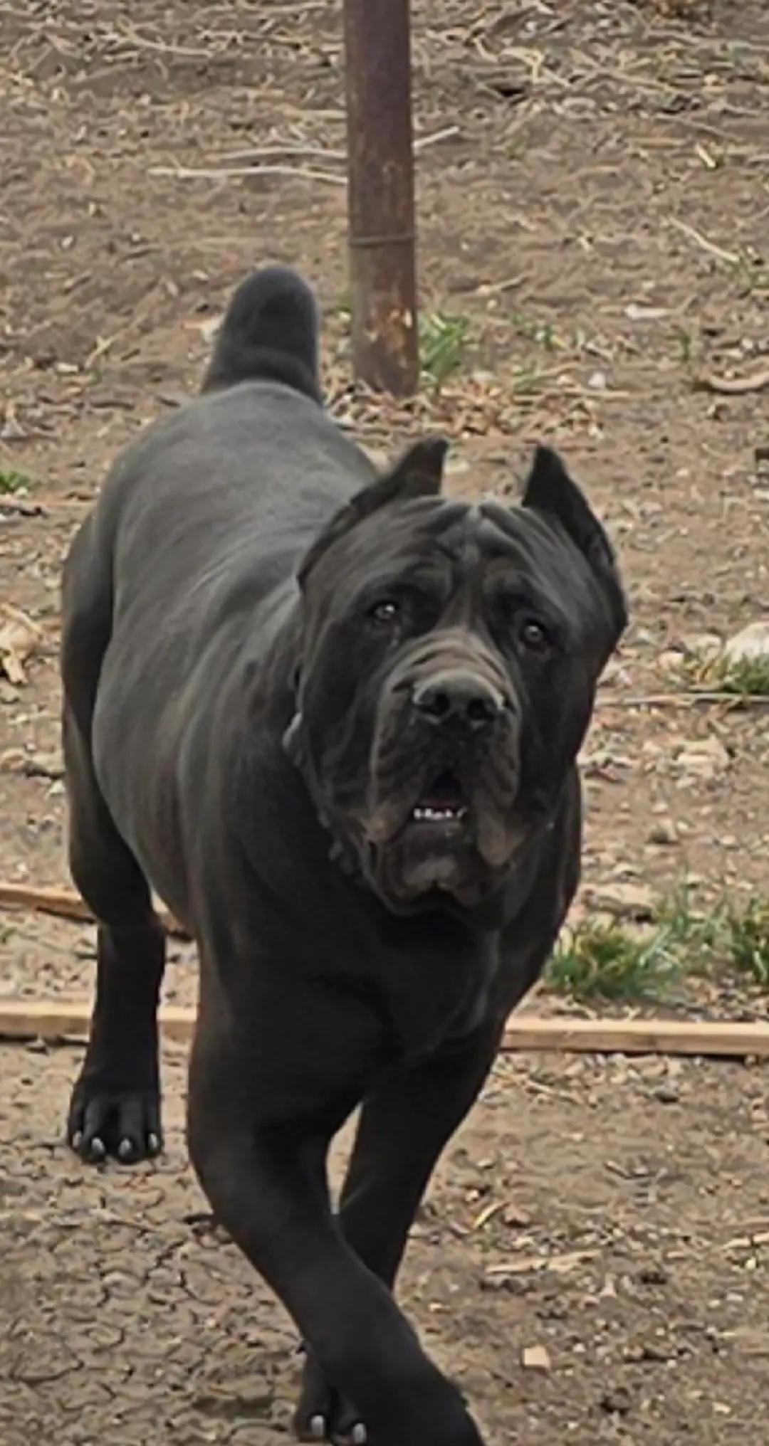 @MileHigh_Cane_Corso