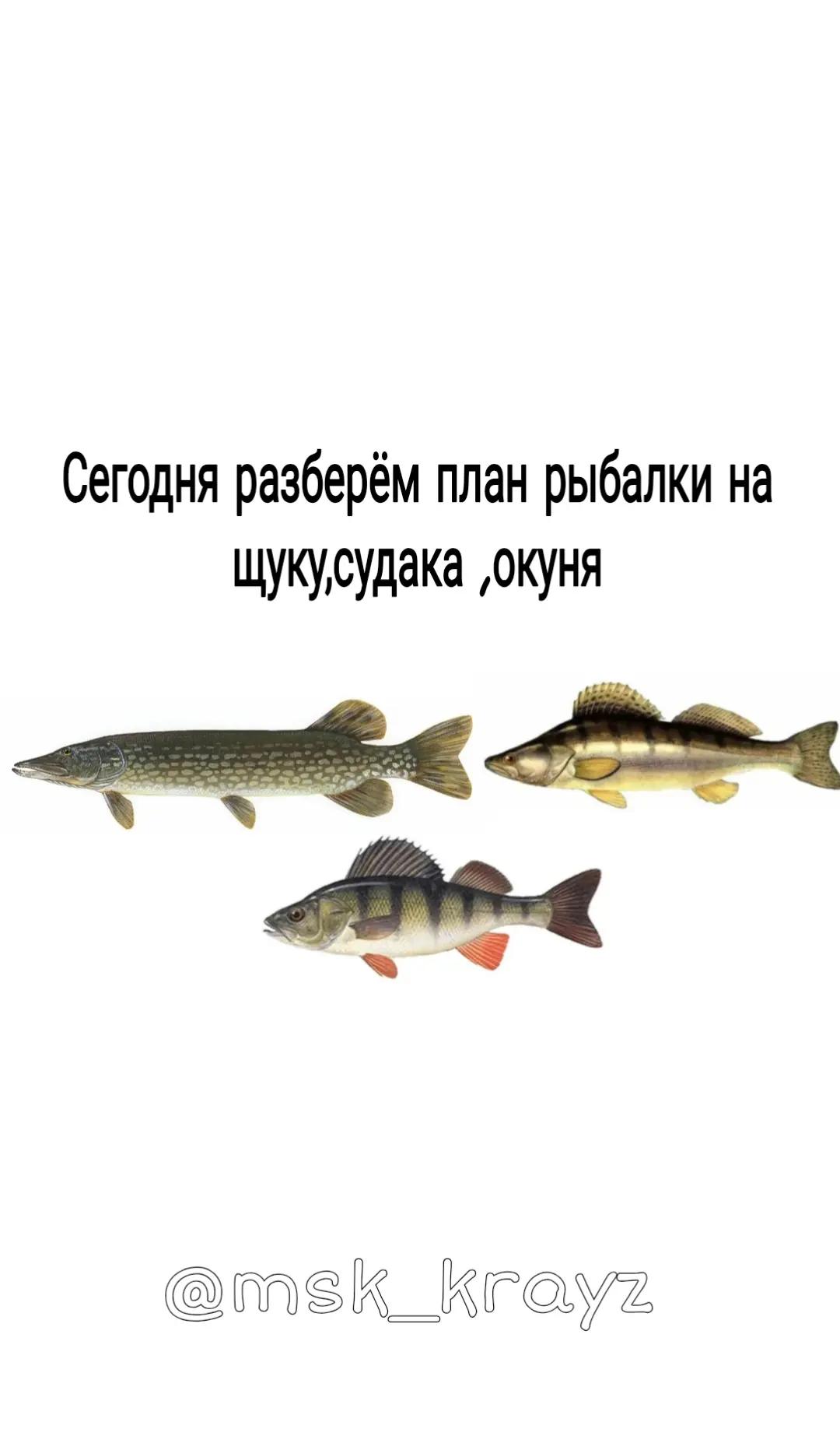 @MSK