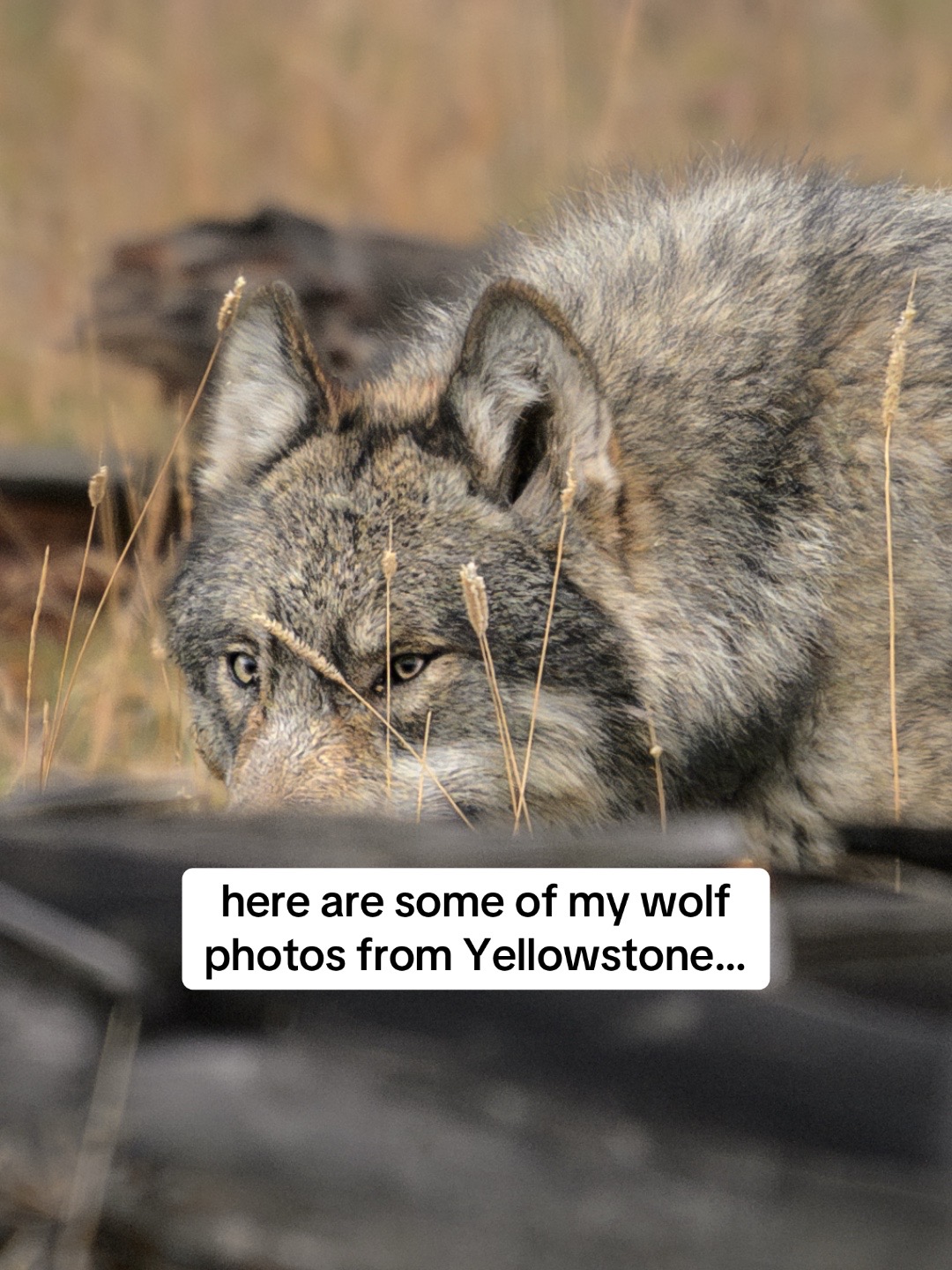 @Julia Cook