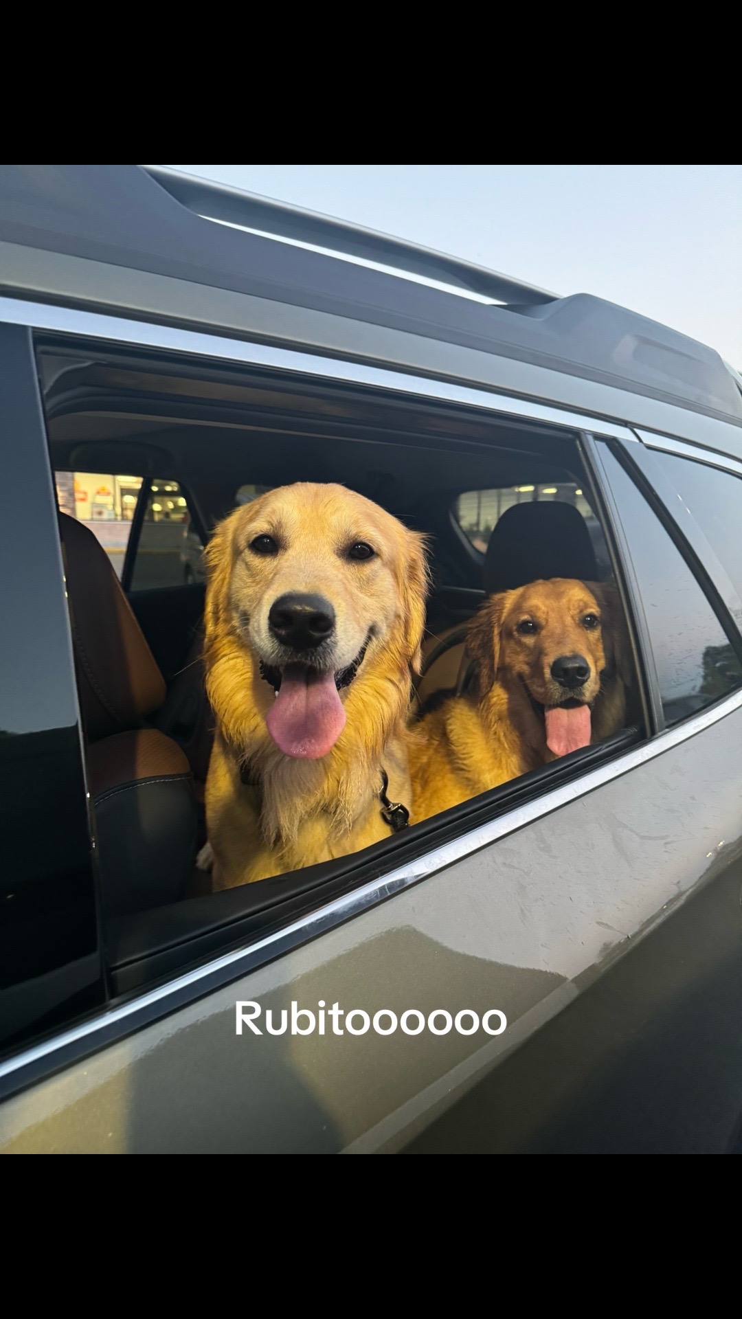 @Thebestgoldenlife