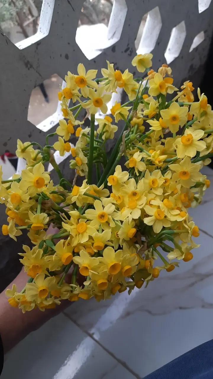 @فارس