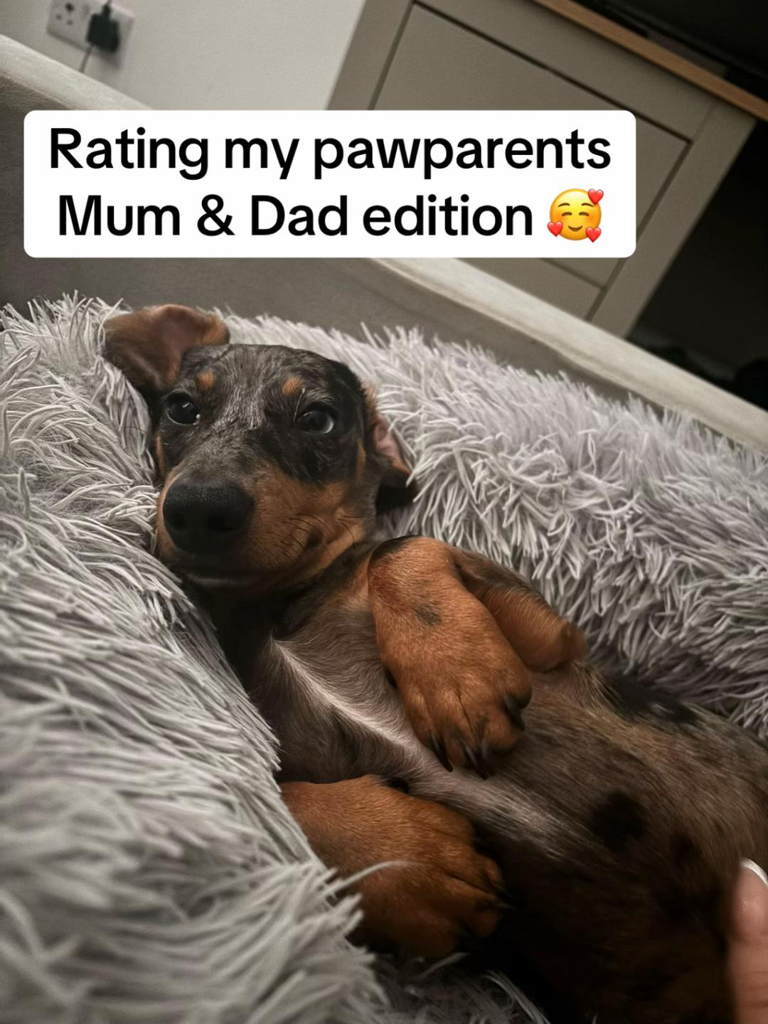 @mylittlesausagebella