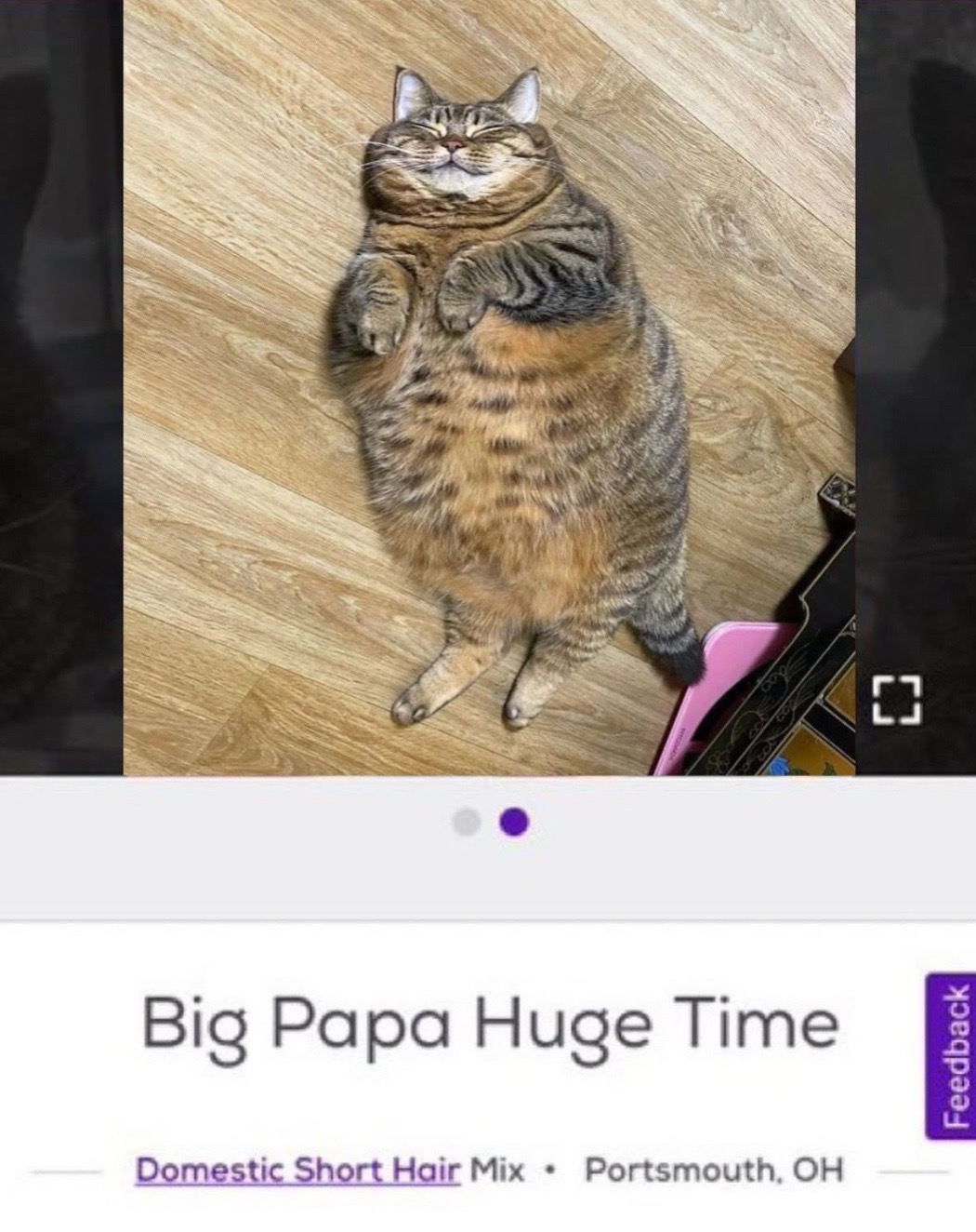 @cat memes