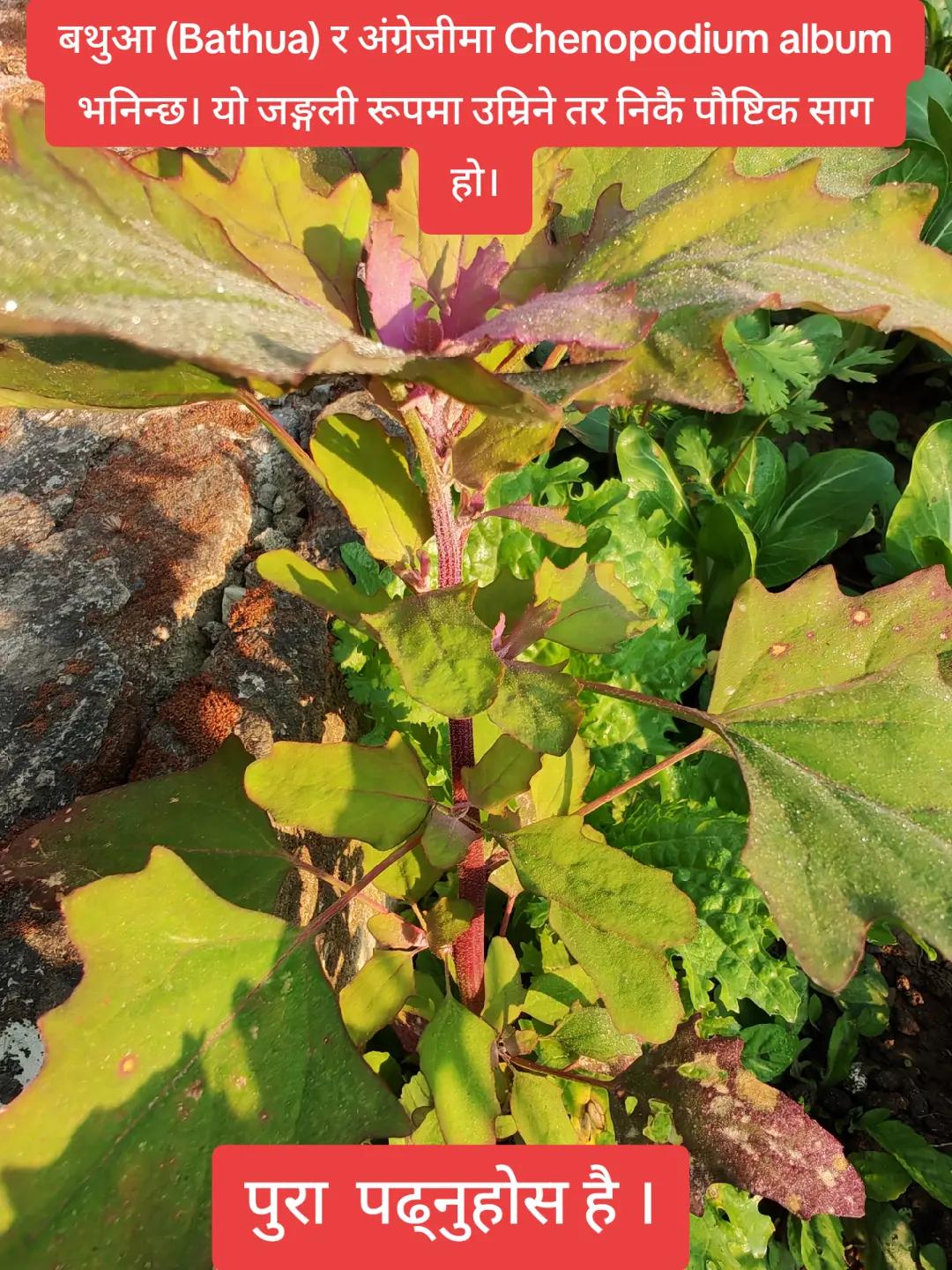@🌿 बहकिने मन 🌿