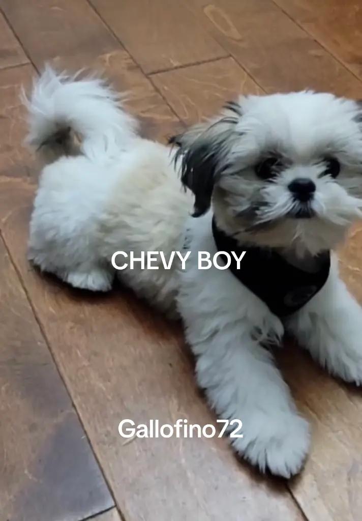 @ElGalloFino