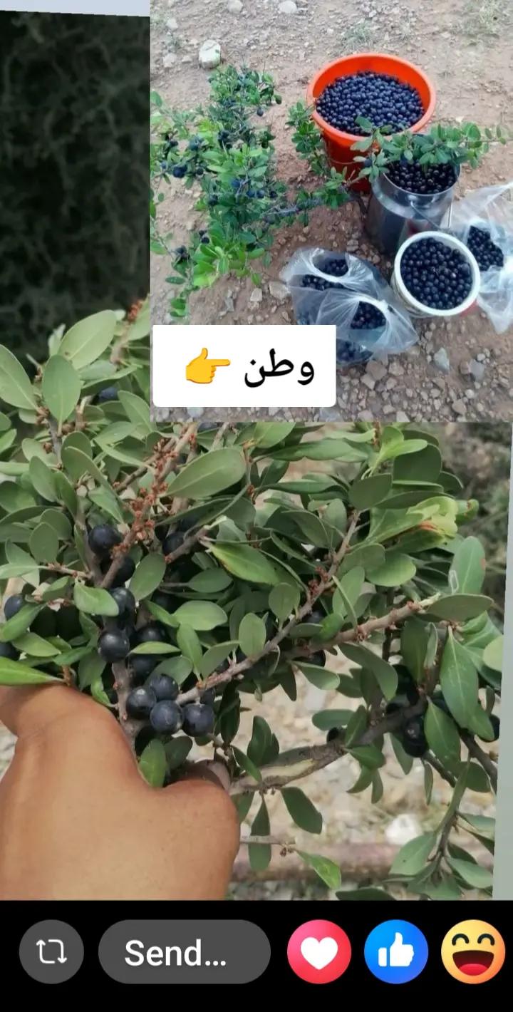 @Zienatullah ZaheeR