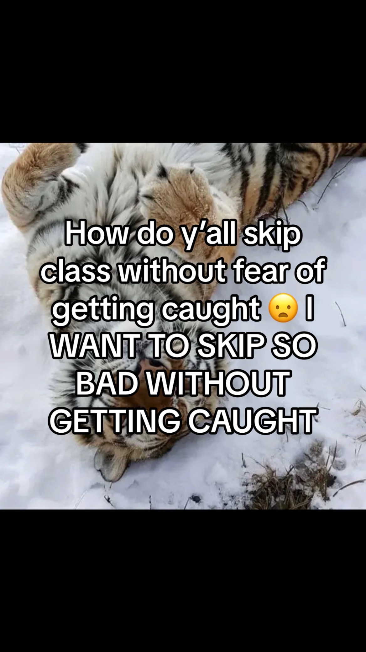 @Ai cheetah